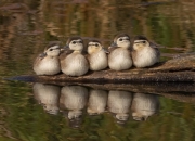 雷火电竞简介-意甲大戏今夜启幕，马克西，这台发动机如何驱动攻防转换的精密齿轮