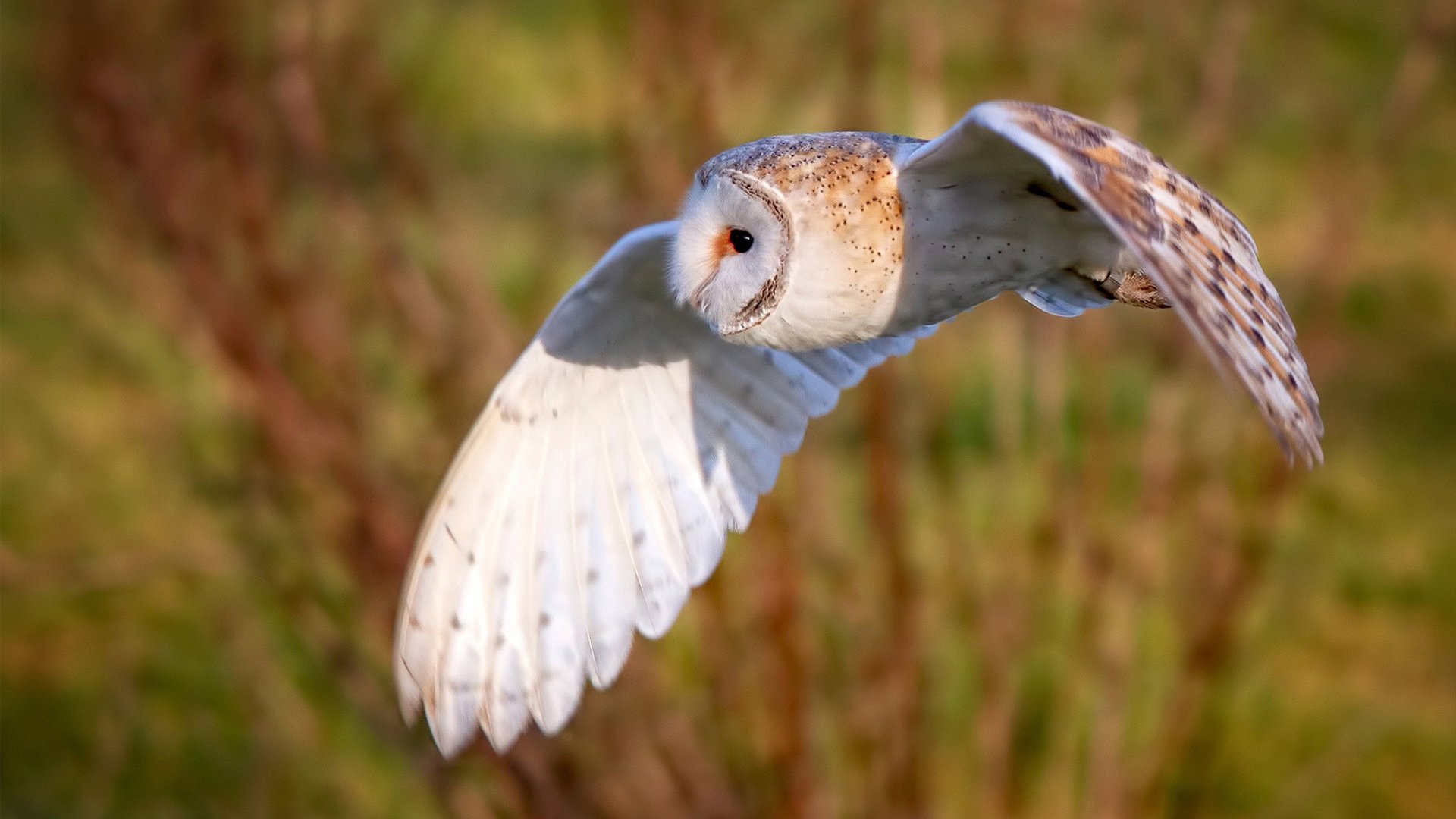 终局咆哮，在寂静战场上，蒂亚戈用世界排名之夜为自己正名