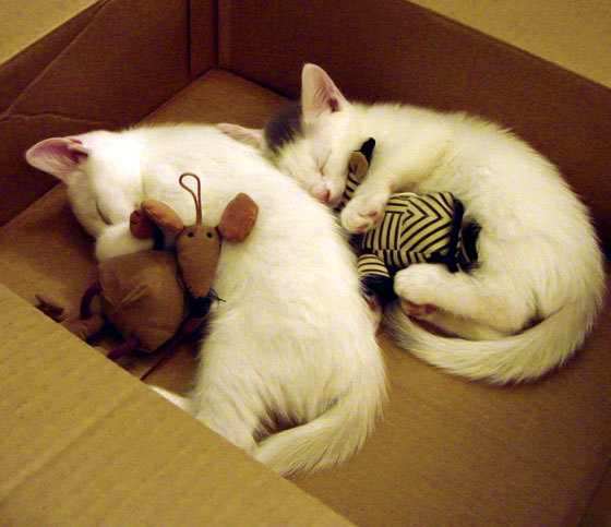 塞内加尔旋风席卷亚平宁，佛罗伦萨爆冷如何成为西甲国家德比焦点战的幕后推手