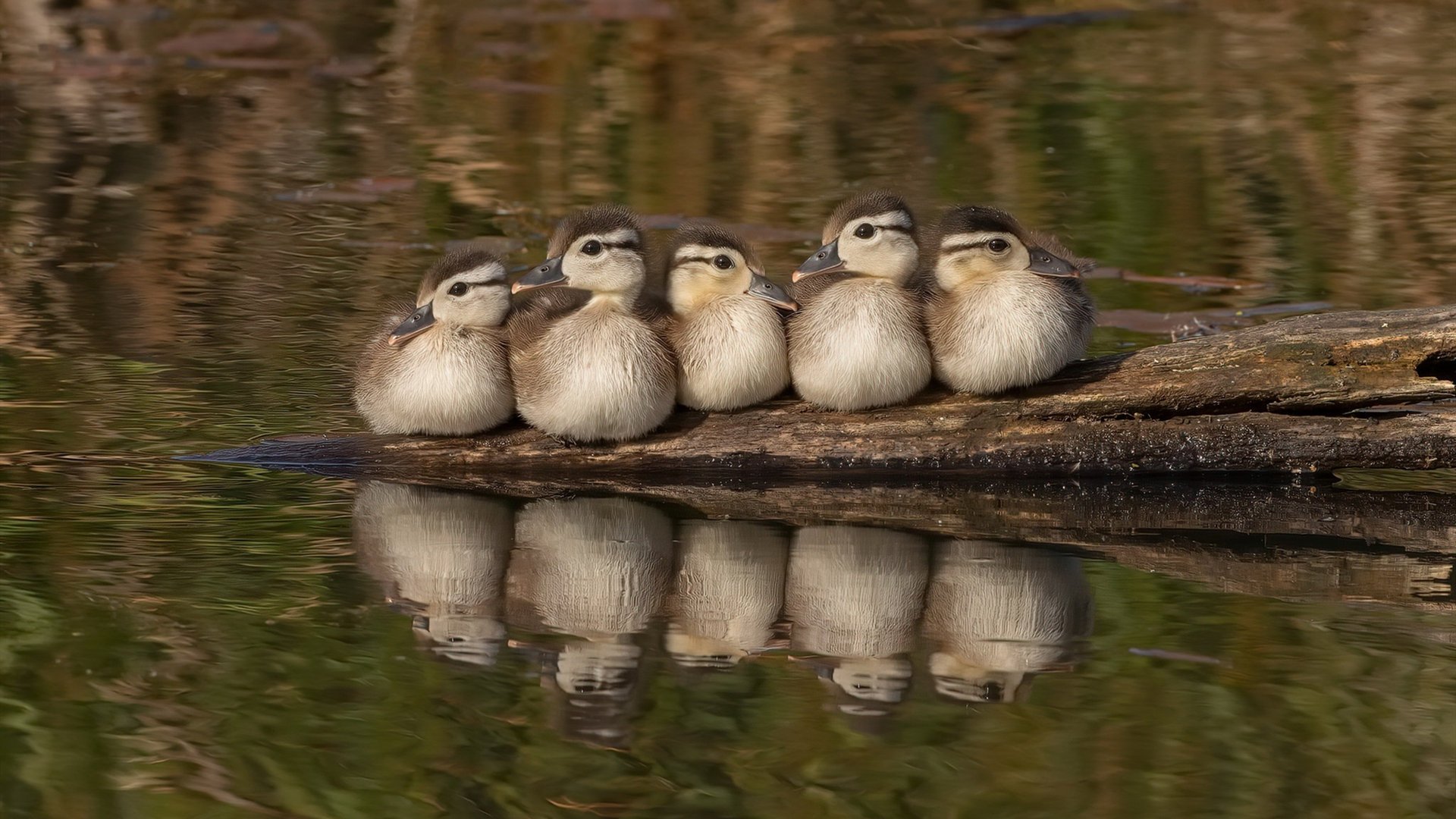 意甲大戏今夜启幕,马克西,这台发动机如何驱动攻防转换的精密齿轮