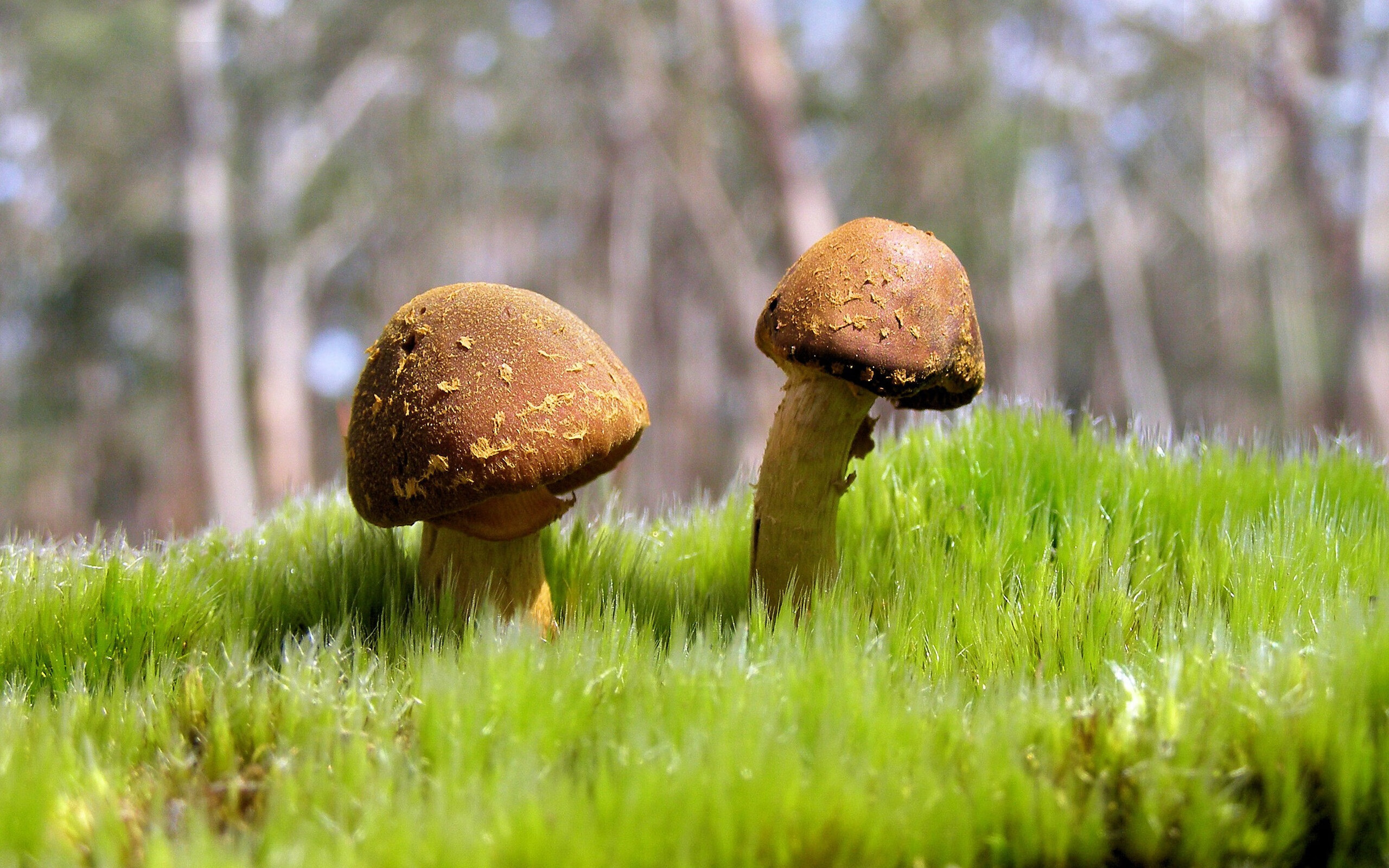 阿坎吉定律,顶级舞台的聚光灯,如何让瑞士磐石与尼斯友谊赛的降维打击形成残酷镜像?