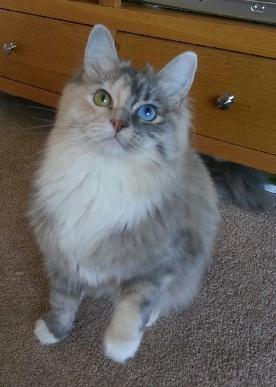 布伦森单骑破敌阵！快船崩溃边缘的攻防悲歌